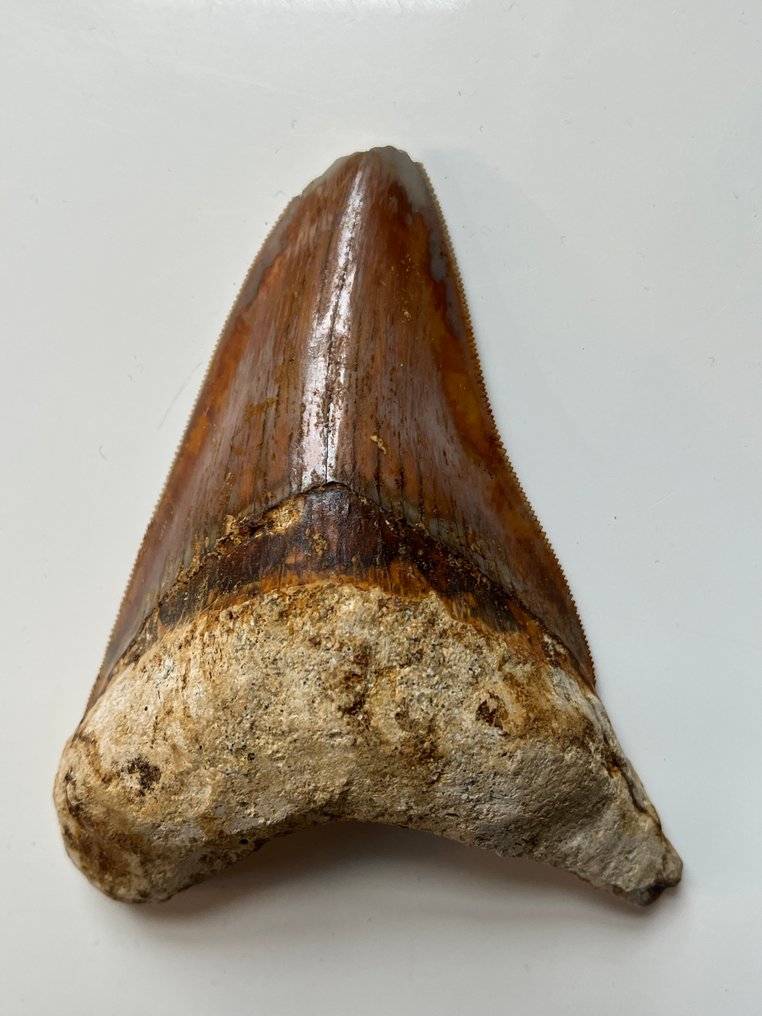 Megalodon tooth 10,3 cm - Fossil tooth - Carcharocles megalodon  (No Reserve Price) #4.3
