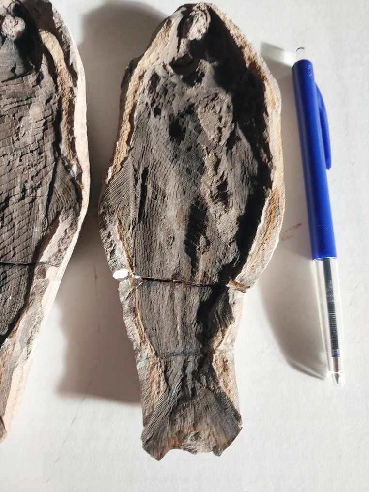 Vis - Gefossiliseerd dier - Parasemionotus - 180 mm - 75 mm  (Zonder Minimumprijs) #4.3