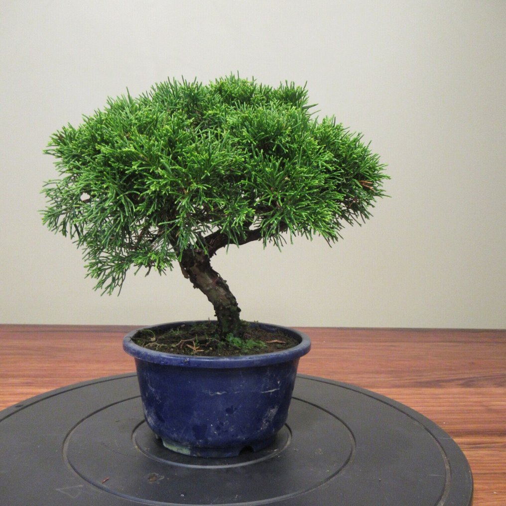 Juniperus sinensis - Height (Tree): 22 cm - Depth (Tree): 26 cm - Japan #2.1
