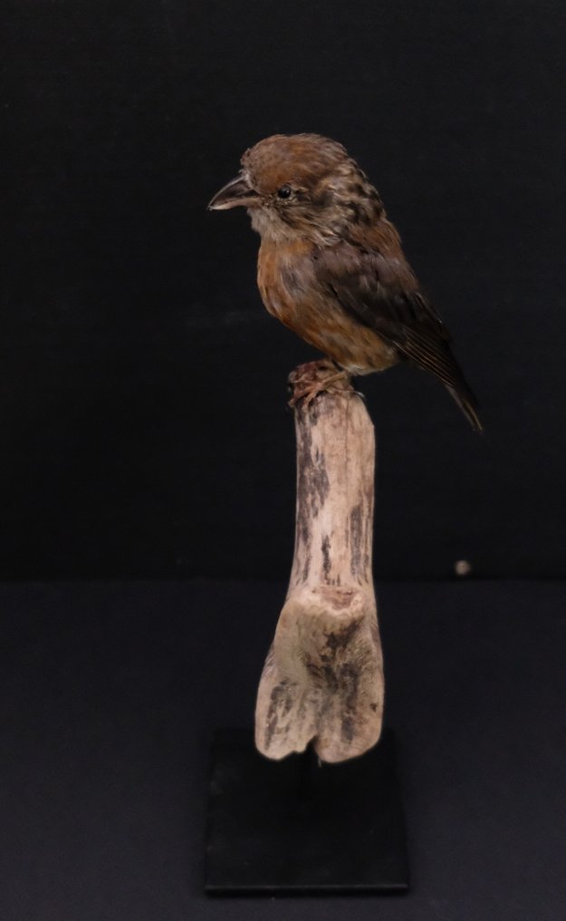 Kruisbek Allestimento tassidermico a corpo intero - Loxia curvirostra - with closed footring - 27 cm - 14 cm - 11 cm - Specie non CITES - 1 #2.1