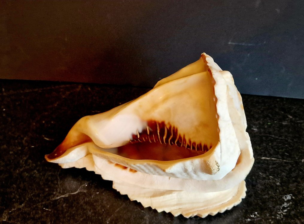 腹足綱 貝殼 - stombidae  (沒有保留價) #3.2