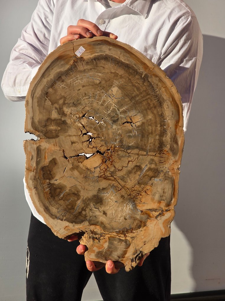 Fosszilis fa - Fafosszília - 47 cm #3.2