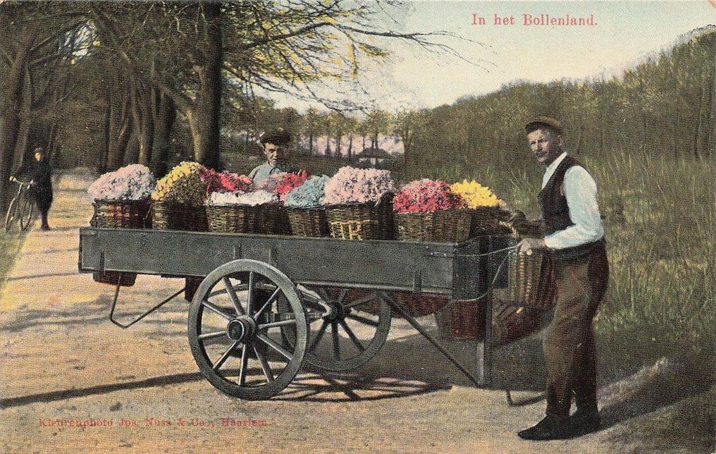 Flower bulb fields, hyacinth bulbs, tulip fields including Hillegom, Lisse, Haarlem. - Postcard (60) - 1900-1960 #4.3