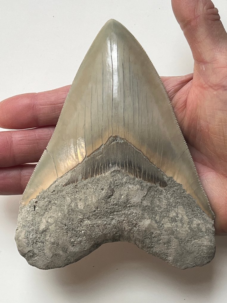 巨型鲨齿 13.8 厘米 - 牙齿化石 - Carcharocles megalodon #1.0