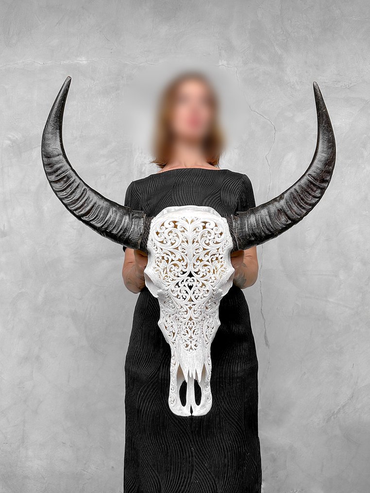 Fără preț de rezervă - C - Cap de bivol de apă alb autentic, sculptat, de dimensiuni mari - Craniu sculptat - Bubalus Bubalis - 78 cm - 72 cm - 19 cm- Speciile Non-CITES #2.1