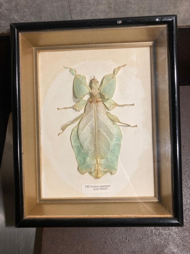 foglia in movimento Allestimento tassidermico a corpo intero - Phyllium gigannteum - 20 cm - 15 cm - 3 cm - Specie non CITES - 1 #2.1