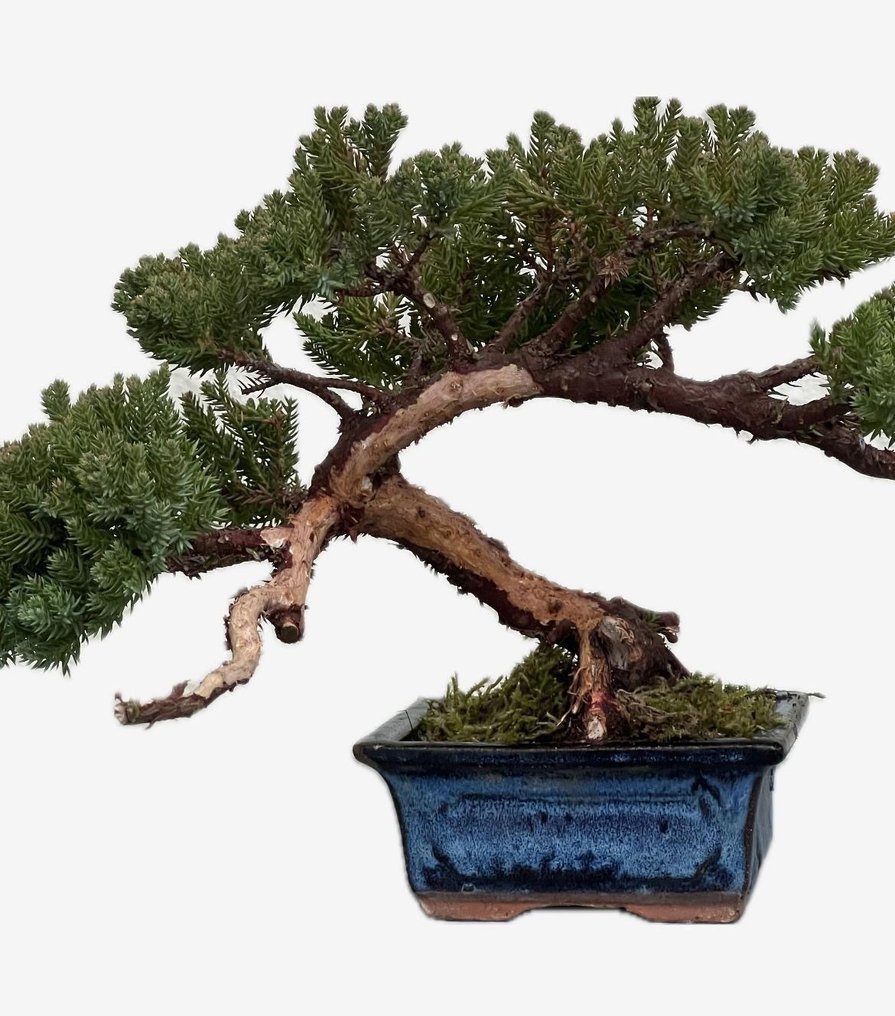 Juniper bonsai (Juniperus) - Magasság (fa): 19 cm - Mélység (fa): 33 cm - Japán #4.3