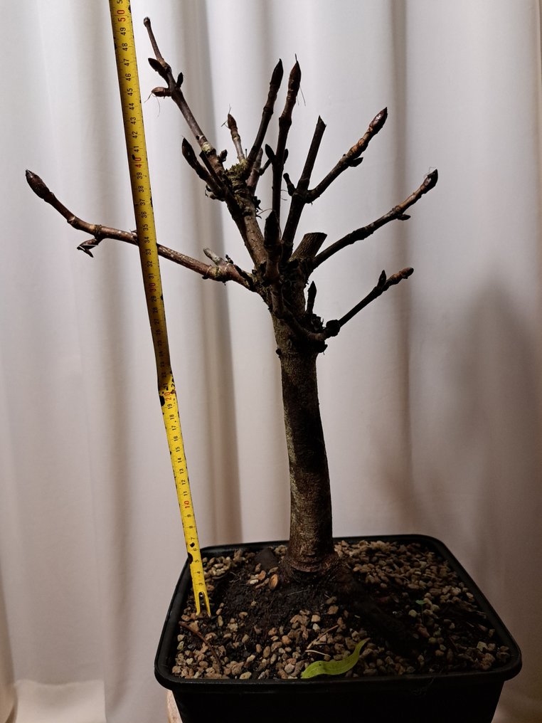 Large horse chestnut bonsai in a large plastic bonsai pot. - Height (Tree): 50 cm - Depth (Tree): 35 cm - Netherlands #3.2