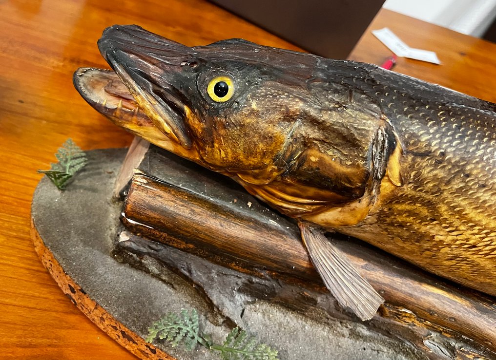 白斑狗魚 標本全身支架 - Esox lucius - 20 cm - 70 cm - 18 cm - 非《瀕臨絕種野生動植物國際貿易公約》物種 - 1 #1.0