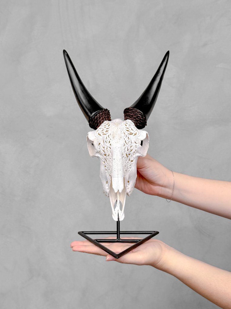 NO RESERVE PRICE - Authentic White Hand-Carved Goat Skull - Ketupat Motif- Carved skull - Capra aegagrus - 37 cm - 21 cm - 17 cm- Non-CITES species - (1) #3.2
