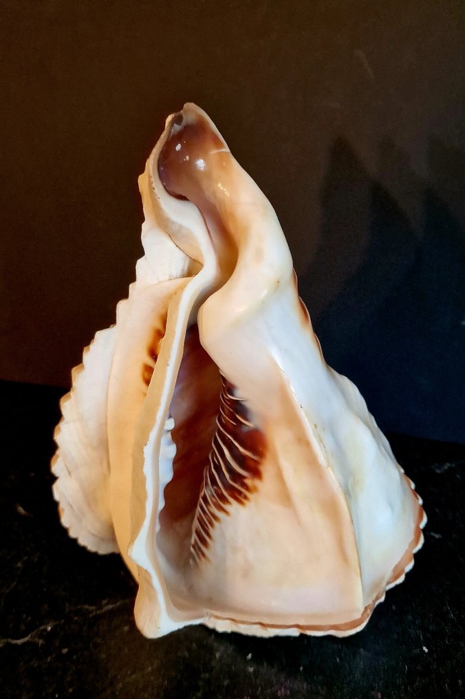 腹足綱 貝殼 - stombidae  (沒有保留價) #4.3