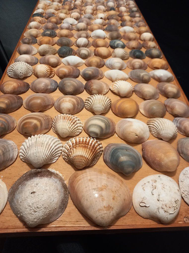 Artisan House - Paneel - Hout, Schelp #4.3