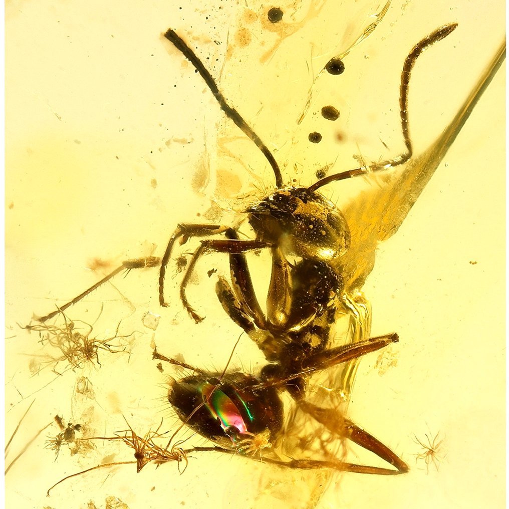 琥珀 - 琥珀 - Ant + Fly - 41 mm - 14 mm  (没有保留价) #1.0