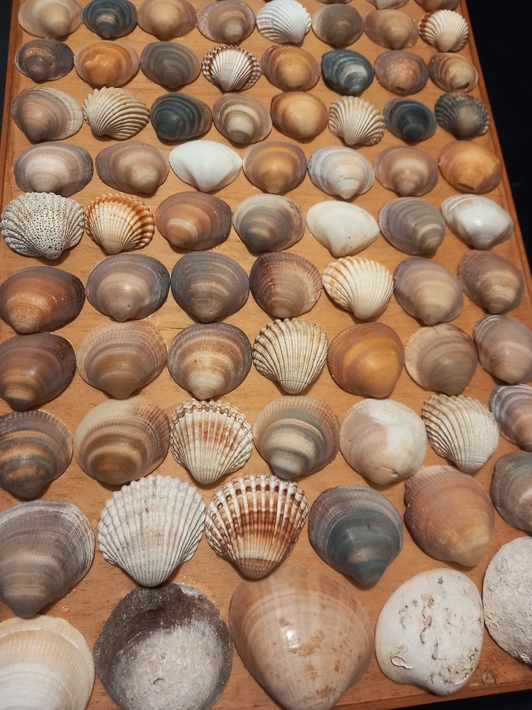 Artisan House - Paneel - Hout, Schelp #3.2