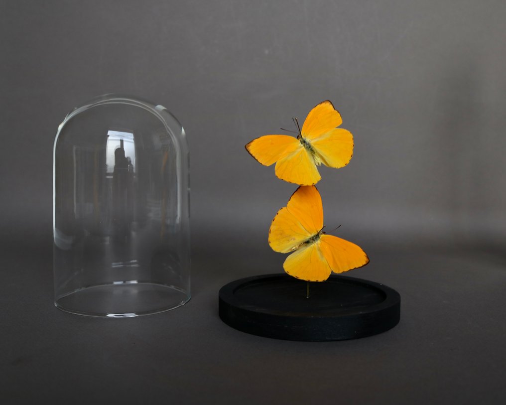 Farfalla Allestimento tassidermico a corpo intero - Pheobis argante - 20 cm - 10 cm - 10 cm - Specie non CITES - 1 #2.1