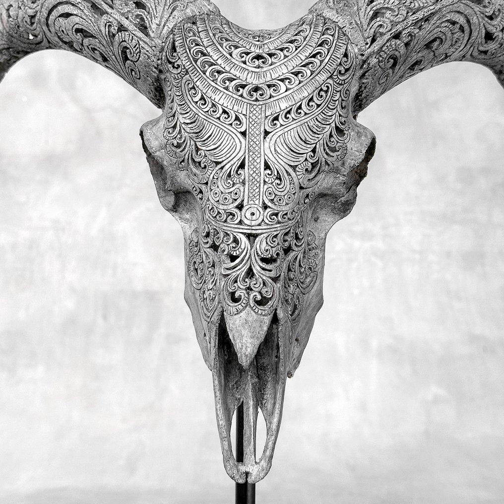 NO RESERVE PRICE - Authentic Grey Hand-Carved Ram Skull with Carved Horn-Badong Motif- Carved skull - Ovis Aries - 42 cm - 37 cm - 20 cm- Non-CITES species - (1) #1.0