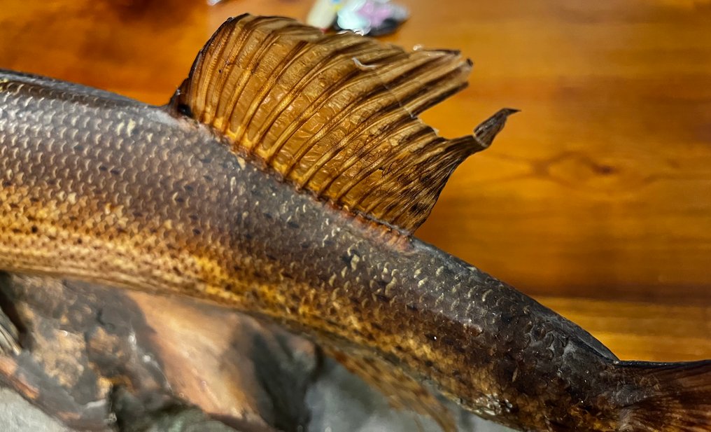 白斑狗魚 標本全身支架 - Esox lucius - 20 cm - 70 cm - 18 cm - 非《瀕臨絕種野生動植物國際貿易公約》物種 - 1 #4.3