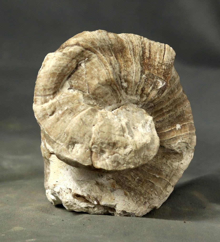 Natuurlijk fossiel rudist - uitstekende bewaring - Gefossiliseerd dier - Toucasia carinata - 10.6 cm - 9.6 cm (Zonder Minimumprijs) #4.3