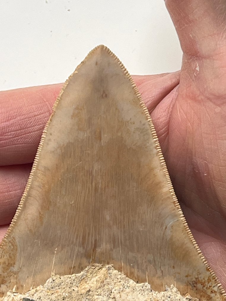 Dent de mégalodon 11,1 cm - Dent fossile - Carcharocles megalodon #2.1