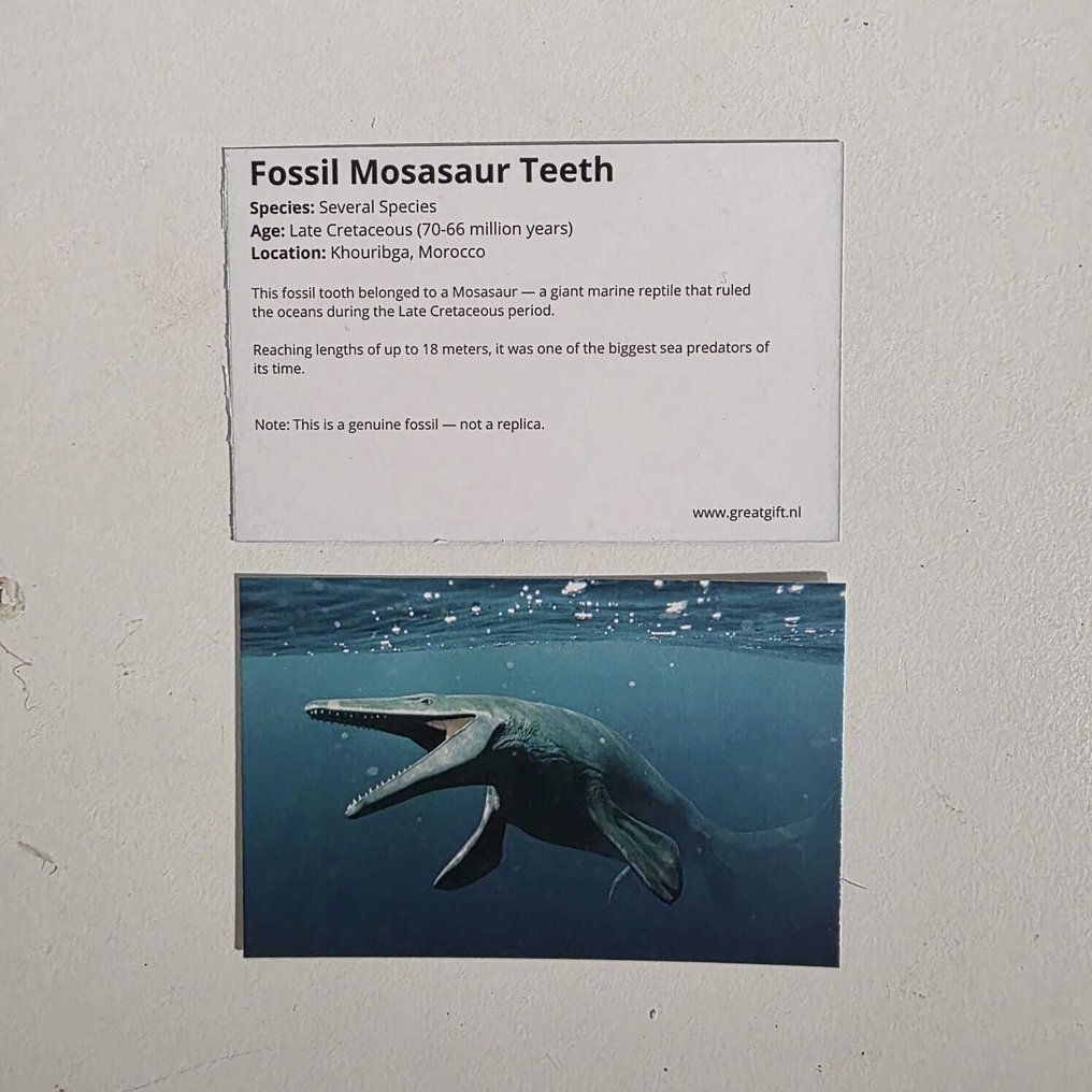 Fóssil - Dente fóssil - Bijzondere set van 3 unieke fossielen - Mosasaurus Tanden - Goniatiet - 12 cm - 12 cm (Sem preço de reserva) #3.2