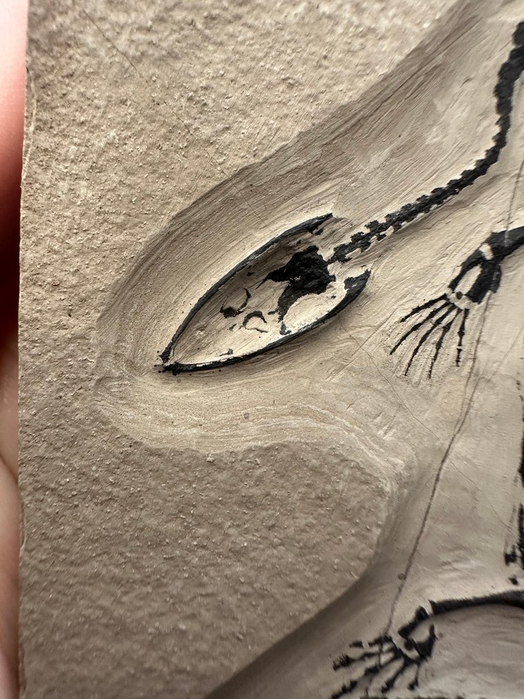 Fossil-Matrix - Keichousaurus sp. - 8.7 cm - 7 cm  (Ohne Mindestpreis) #3.2