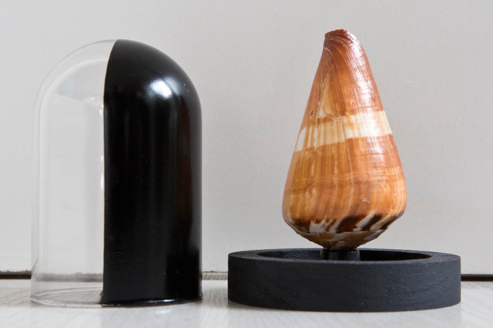 士兵之壳 標本全身支架 - Conus miles - 14 cm - 11 cm - 11 cm - 非《瀕臨絕種野生動植物國際貿易公約》物種 - 1 #3.2