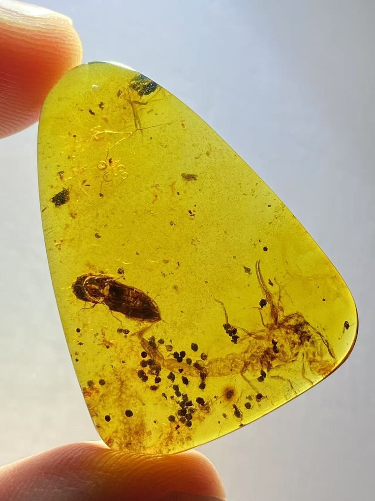 Meripihka - Meripihka - BIG Scorpion - 31.7 mm - 22 mm #1.0