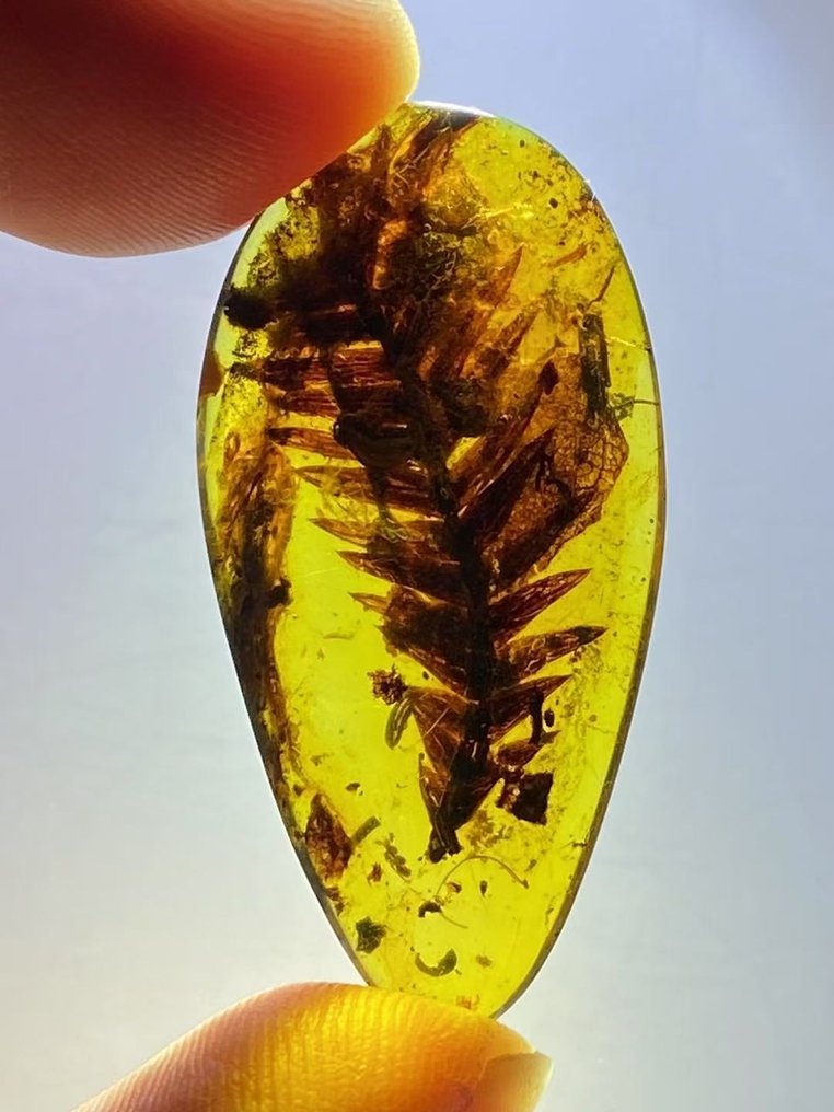 Ambra - Gymnospermae in amber - 33.9 mm - 17.2 mm #3.2