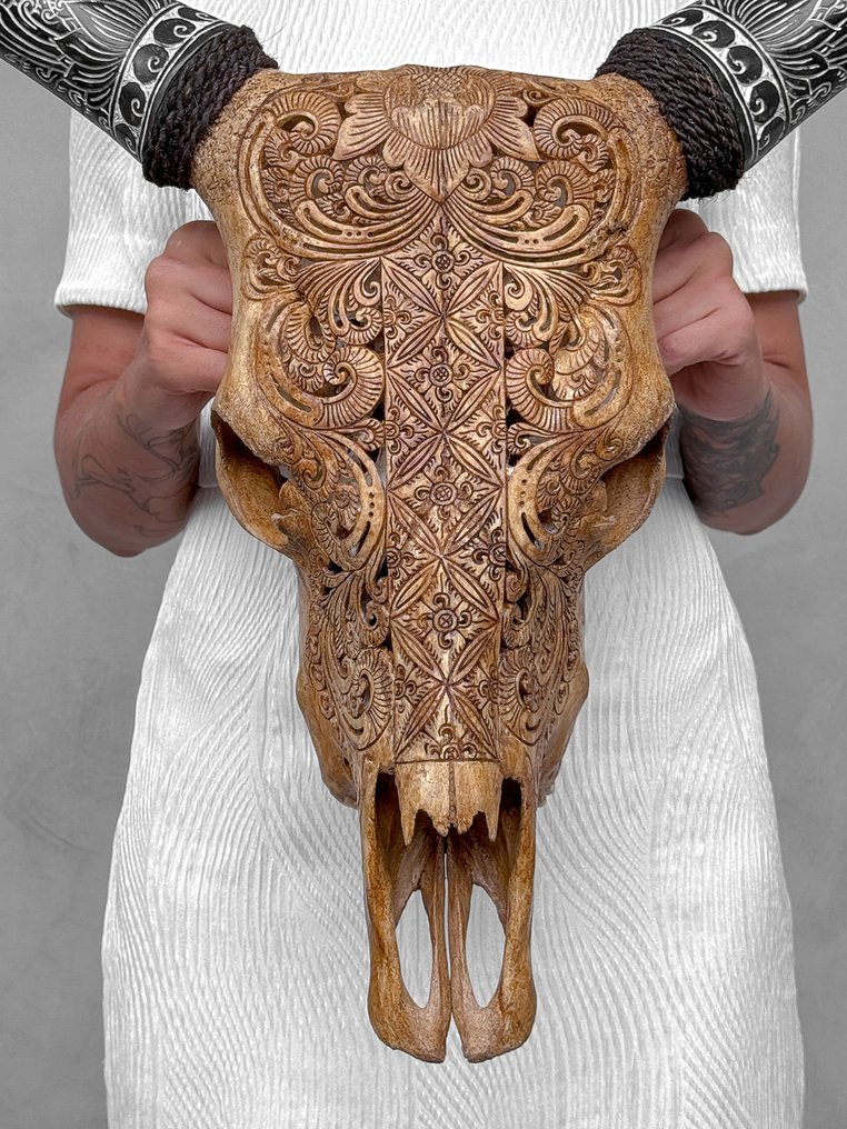 NO RESERVE PRICE - Brown Cow Skull with Bohemian Carved Horns - Ketimun Lotus Motif- Carved skull - Bos Taurus - 54 cm - 63 cm - 19 cm- Non-CITES species - (1) #1.0