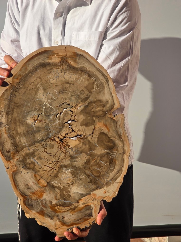 Fosszilis fa - Fafosszília - 47 cm #1.0
