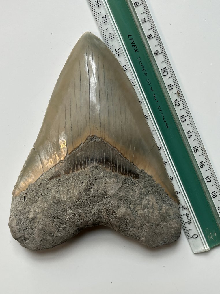 巨型鲨齿 13.8 厘米 - 牙齿化石 - Carcharocles megalodon #3.2