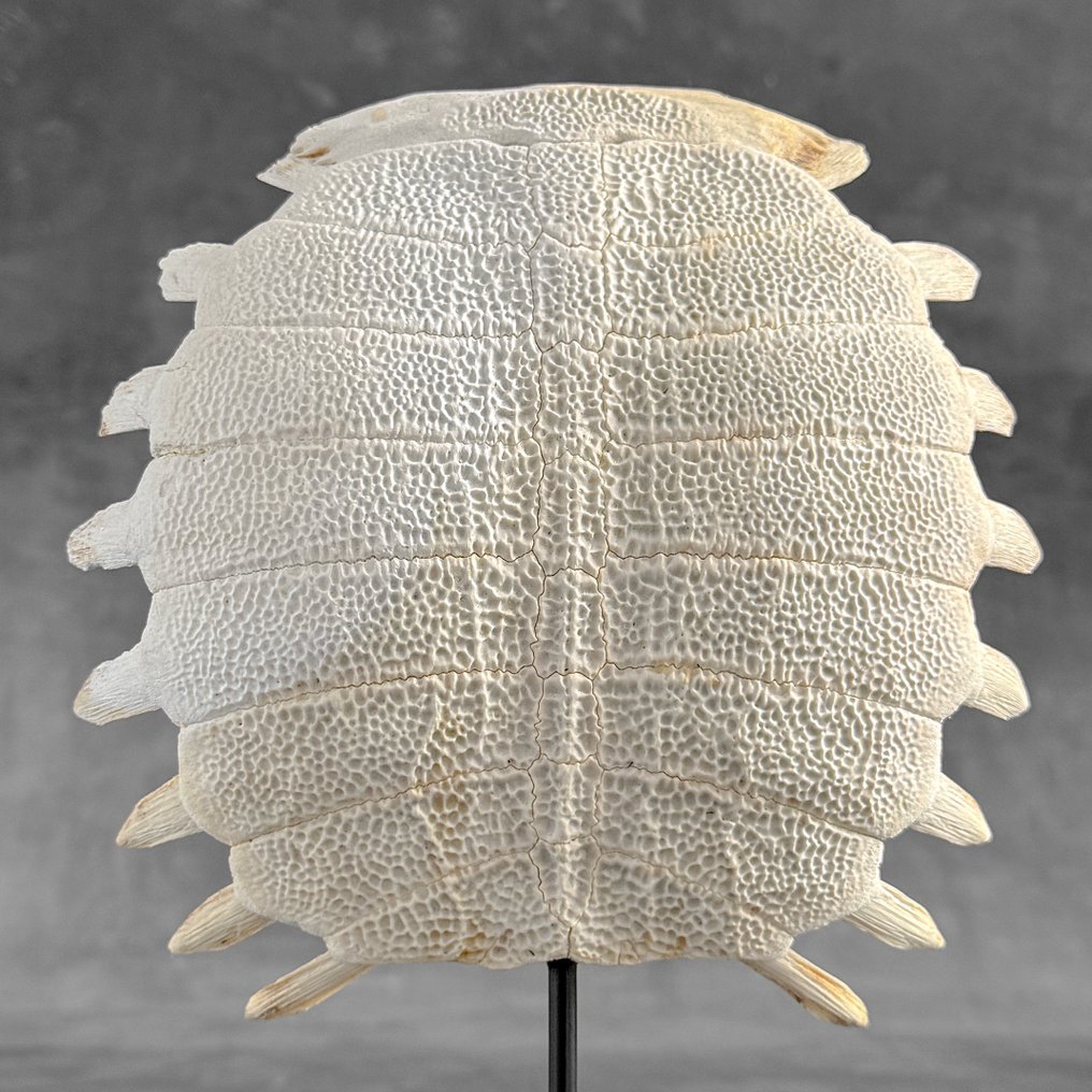 Χωρίς ελάχιστη τιμή - Εντυπωτικό κινεζικό κέλυφος μαλακής χελώνας σε προσαρμοσμένη βάση Οστό - Pelodiscus sinensis - 32 cm - 22 cm - 7 cm- Είδη που δεν ανήκουν στο CITES -  (1) #4.3