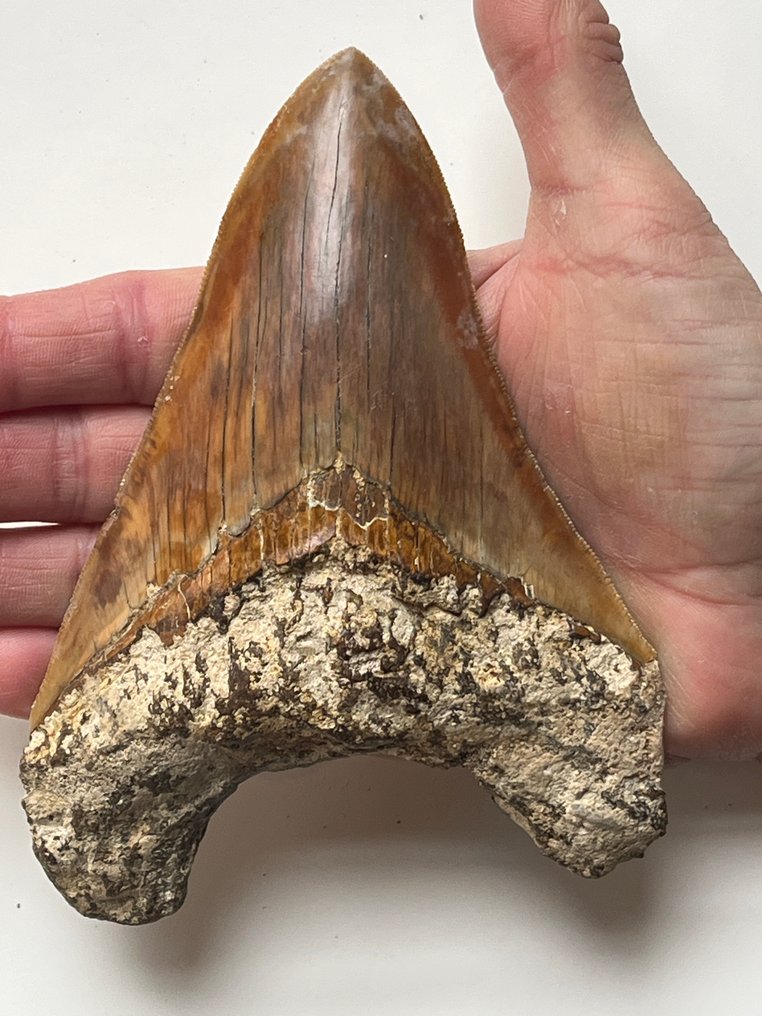 En stor Megalodon-tand på 14,7 cm - Fossil tand - Carcharocles megalodon #1.0