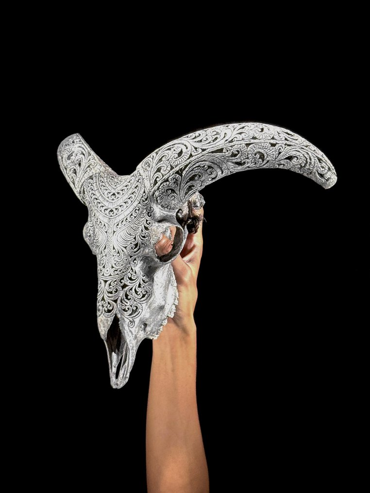 NO RESERVE PRICE - Authentic Grey Hand-Carved Ram Skull with Carved Horn-Badong Motif- Carved skull - Ovis Aries - 42 cm - 37 cm - 20 cm- Non-CITES species - (1) #2.1