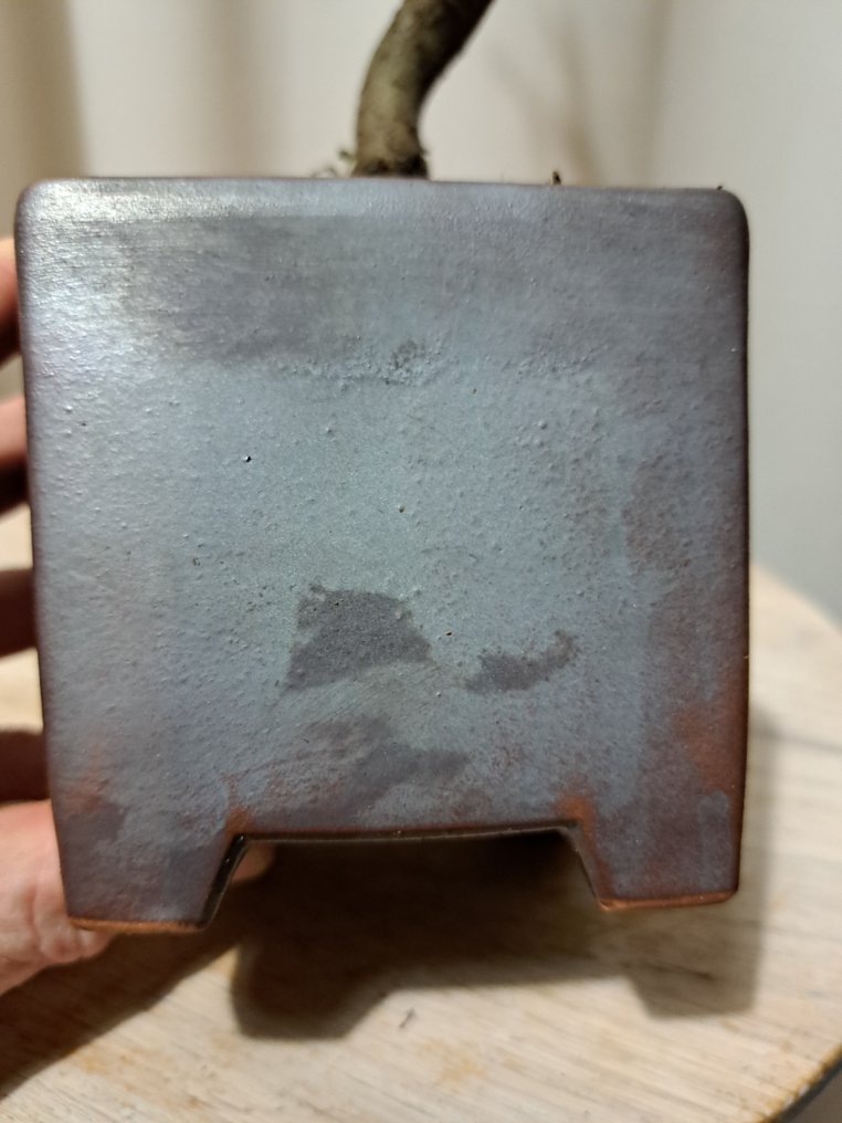 bonsai di liquidambar - Altezza (albero): 30 cm - Profondità (albero): 13 cm - Giappone #4.3