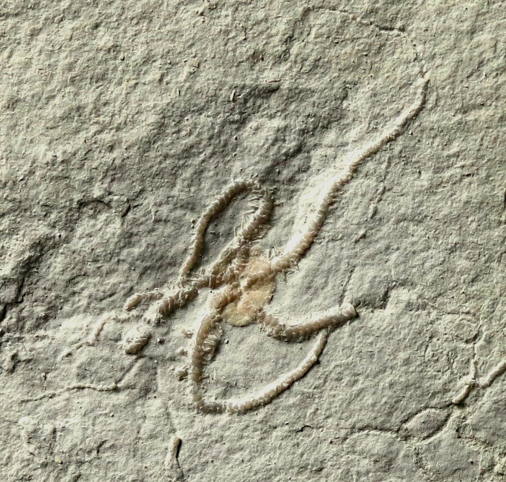 Uitstekende fossiele zeester - Natuurlijk - Gefossiliseerd dier - Ophiopetra lithographica - 11 cm - 12.2 cm  (Zonder Minimumprijs) #1.0