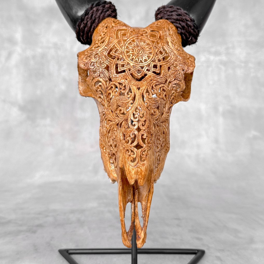 无底价 - 正宗手工雕刻山羊骨骼 - 星形曼陀罗图案 雕刻頭骨 - Capra hircus - 38 cm - 22 cm - 16 cm- 非《瀕臨絕種野生動植物國際貿易公約》物種 -  (1) #4.3