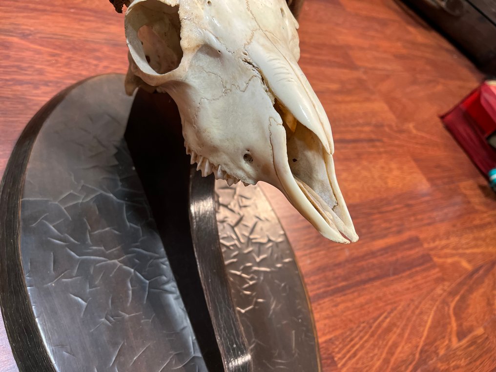 Muflone Allestimento tassidermico di testa - Ovis gmelini musimon - 48 cm - 48 cm - 30 cm - Specie non CITES - 1 #2.1