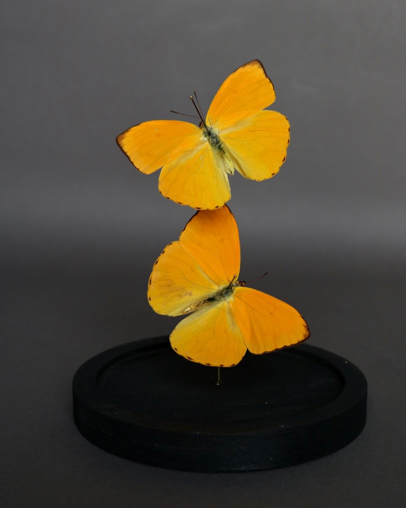 Farfalla Allestimento tassidermico a corpo intero - Pheobis argante - 20 cm - 10 cm - 10 cm - Specie non CITES - 1 #4.3