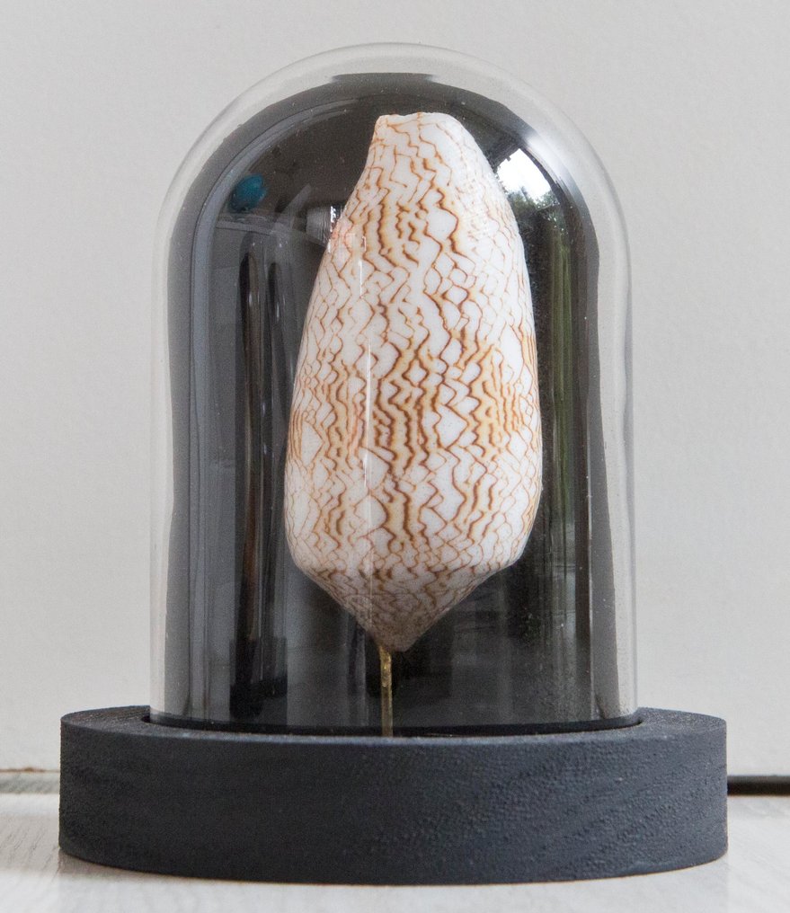 Cono textil Taxidermia teljes test - Conus textile - 14 cm - 11 cm - 11 cm - Nem CITES-fajok - 1 #1.0