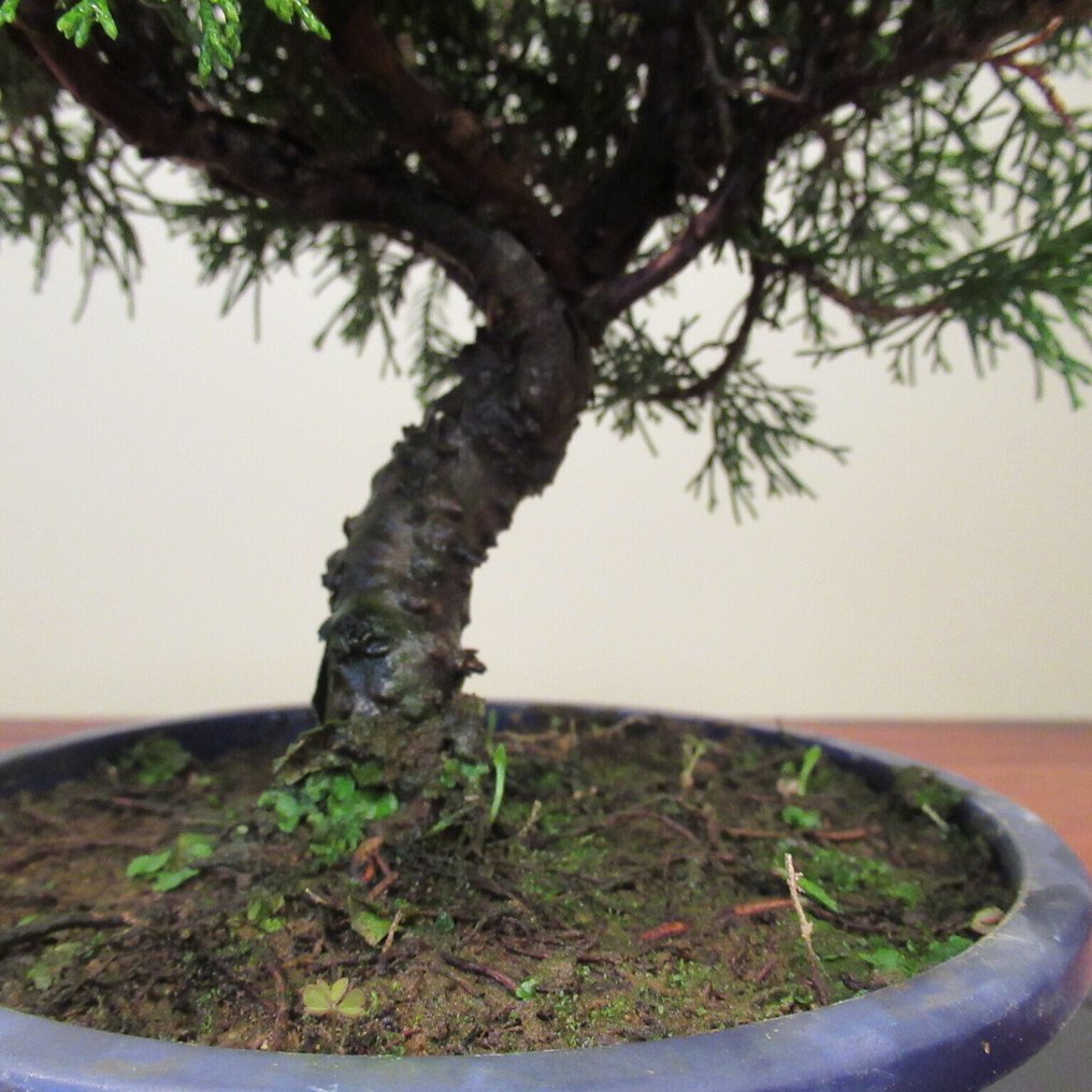 Juniperus sinensis - Height (Tree): 22 cm - Depth (Tree): 26 cm - Japan #4.3