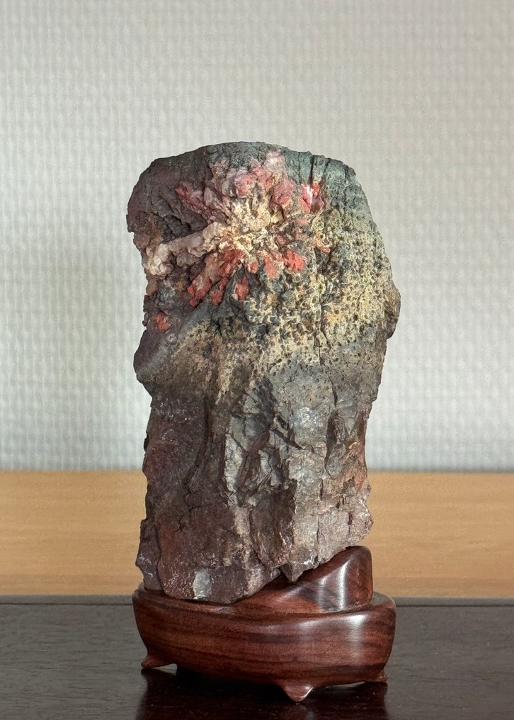 天然石材 - 水石 菊石 鲭 - 平成時期（1989年至今） #1.0