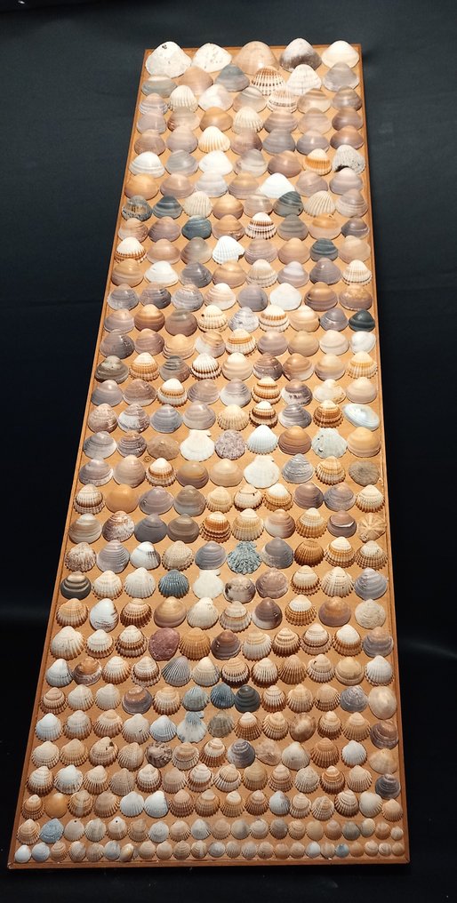 Artisan House - Paneel - Hout, Schelp #2.1