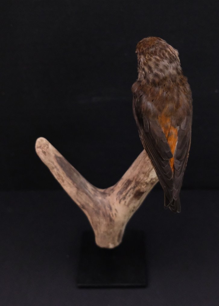 Kruisbek Allestimento tassidermico a corpo intero - Loxia curvirostra - with closed footring - 27 cm - 14 cm - 11 cm - Specie non CITES - 1 #4.3