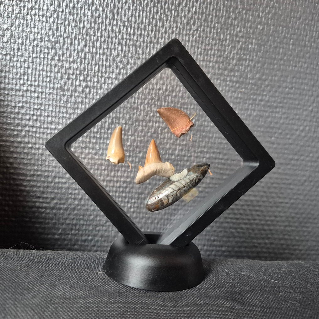 Fósil - Diente fósil - Bijzondere set van 4unieke fossielen - Mosasaurus Tanden - Otodus Obliquus - Carcharocles - - 12 cm - 12 cm (Sin Precio de Reserva) #1.0