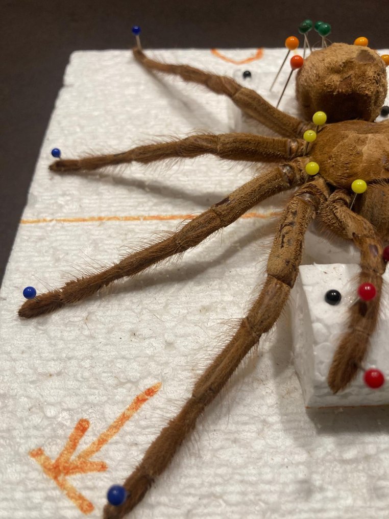 Tarantola Allestimento tassidermico a corpo intero - Theraphosa blond - 18 cm - 18 cm - 0 cm - Specie non CITES - 1 #3.2