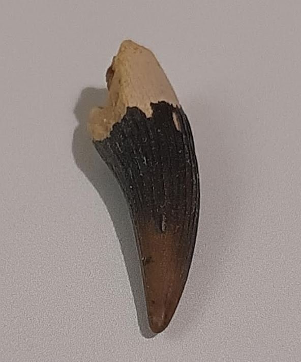 Elasmosaurid - Dente fóssil #1.0