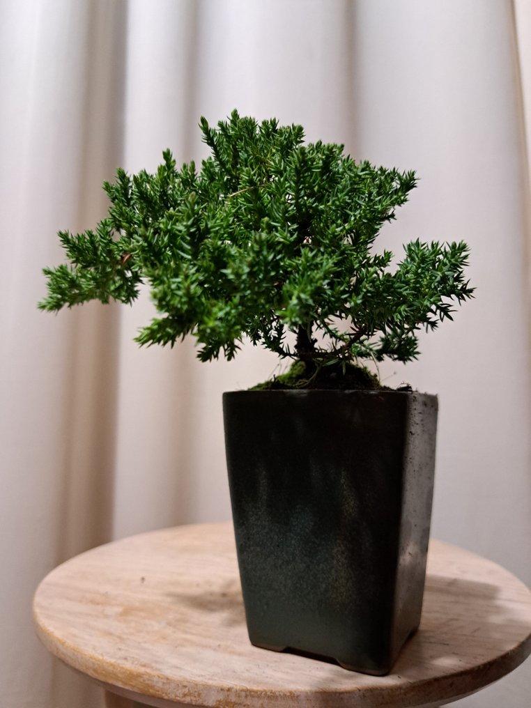 Juniper bonsai (Juniperus) - 高度 (樹): 11 cm - 深度 (樹): 19 cm - 荷蘭 #2.1