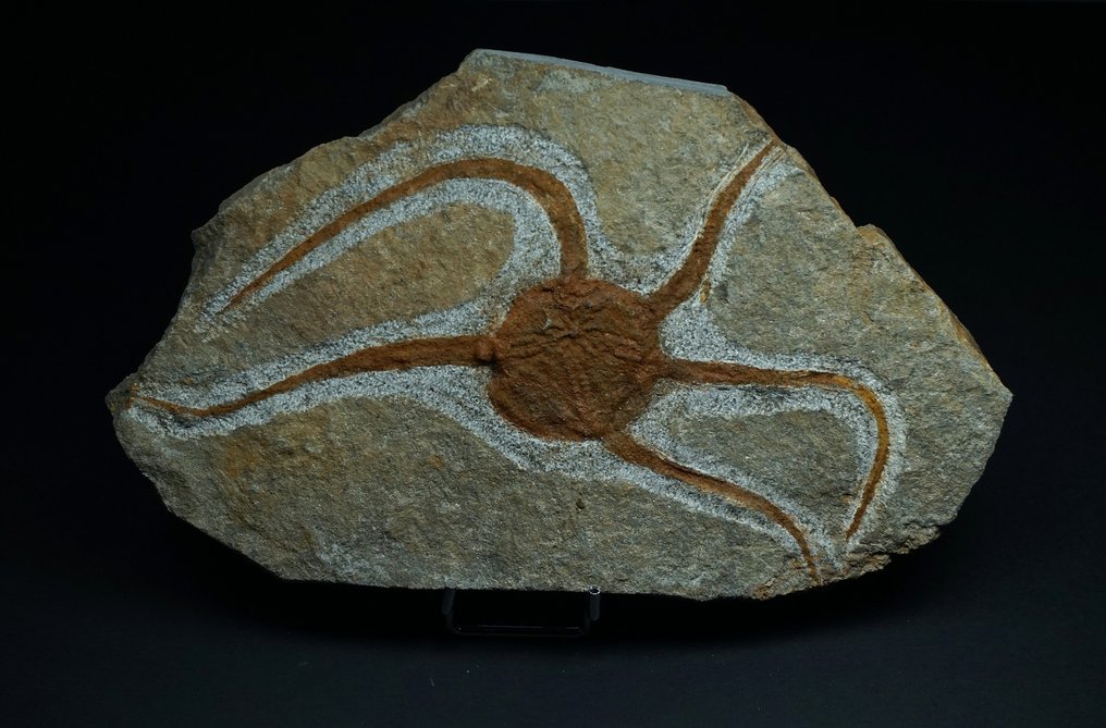 Echinodermen - Tierfossil - 18 cm (Ohne Mindestpreis) #2.1