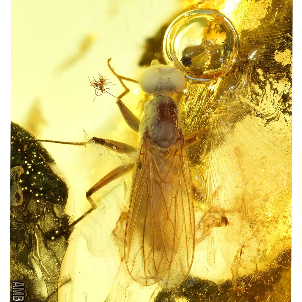 琥珀 - 琥珀 - Bettle - Main inclusion is 4mm - 36 mm - 17 mm  (没有保留价) #1.0